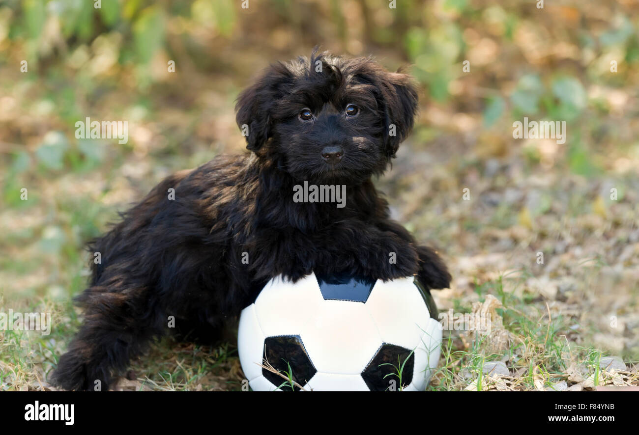 Cute cane è un simpatico nero cucciolo di cane guardando come adorabili come un cucciolo può guardare mentre si riposa sulla sua palla.. Foto Stock