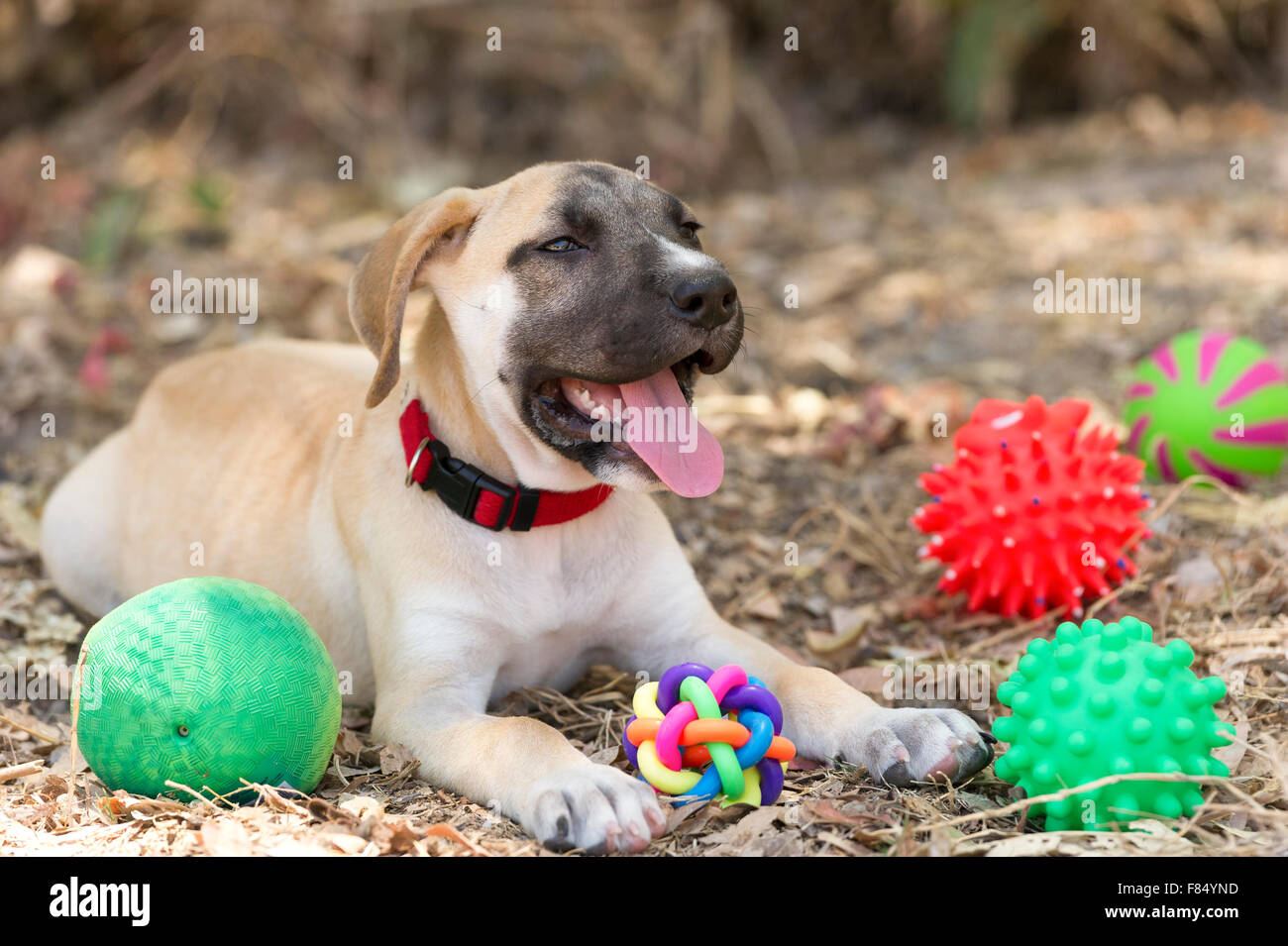 Giocattoli del cane è un grazioso cucciolo felice è all'aperto circondato dai suoi giocattoli. Foto Stock
