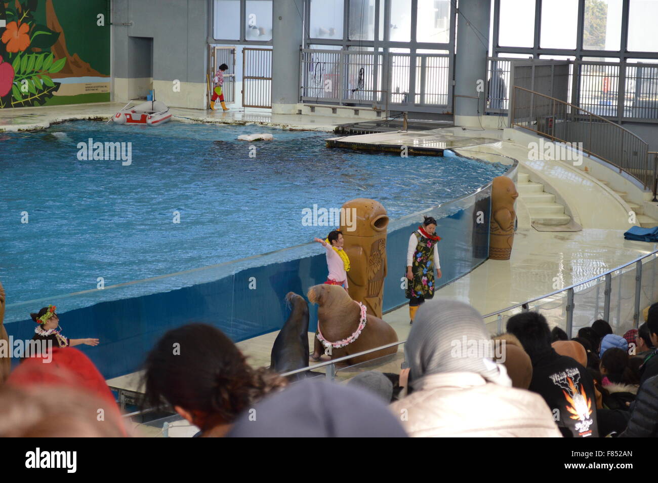 Dolphin Dance in acquario marino: la più grande collezione di pesci e animali del mare in acquario giapponese Foto Stock