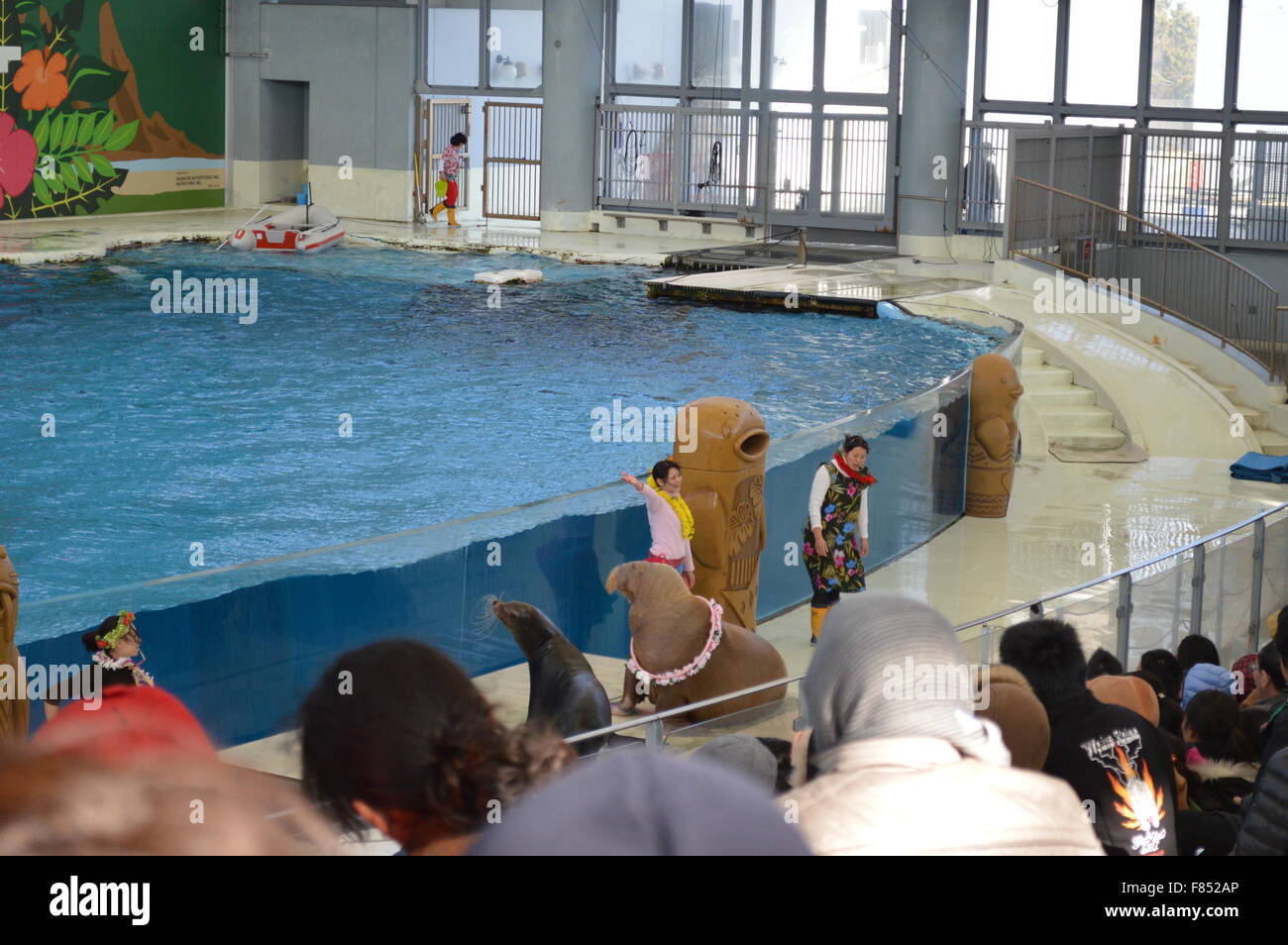 Dolphin Dance in acquario marino: la più grande collezione di pesci e animali del mare in acquario giapponese Foto Stock