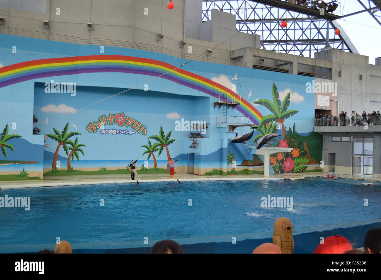 Dolphin Dance in acquario marino: la più grande collezione di pesci e animali del mare in acquario giapponese Foto Stock