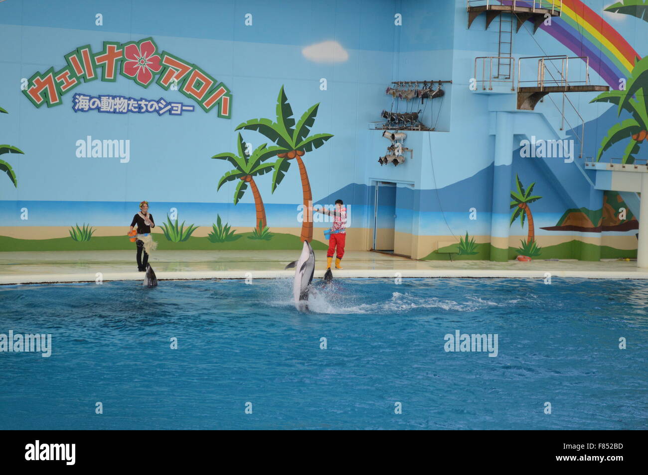 Dolphin Dance in acquario marino: la più grande collezione di pesci e animali del mare in acquario giapponese Foto Stock