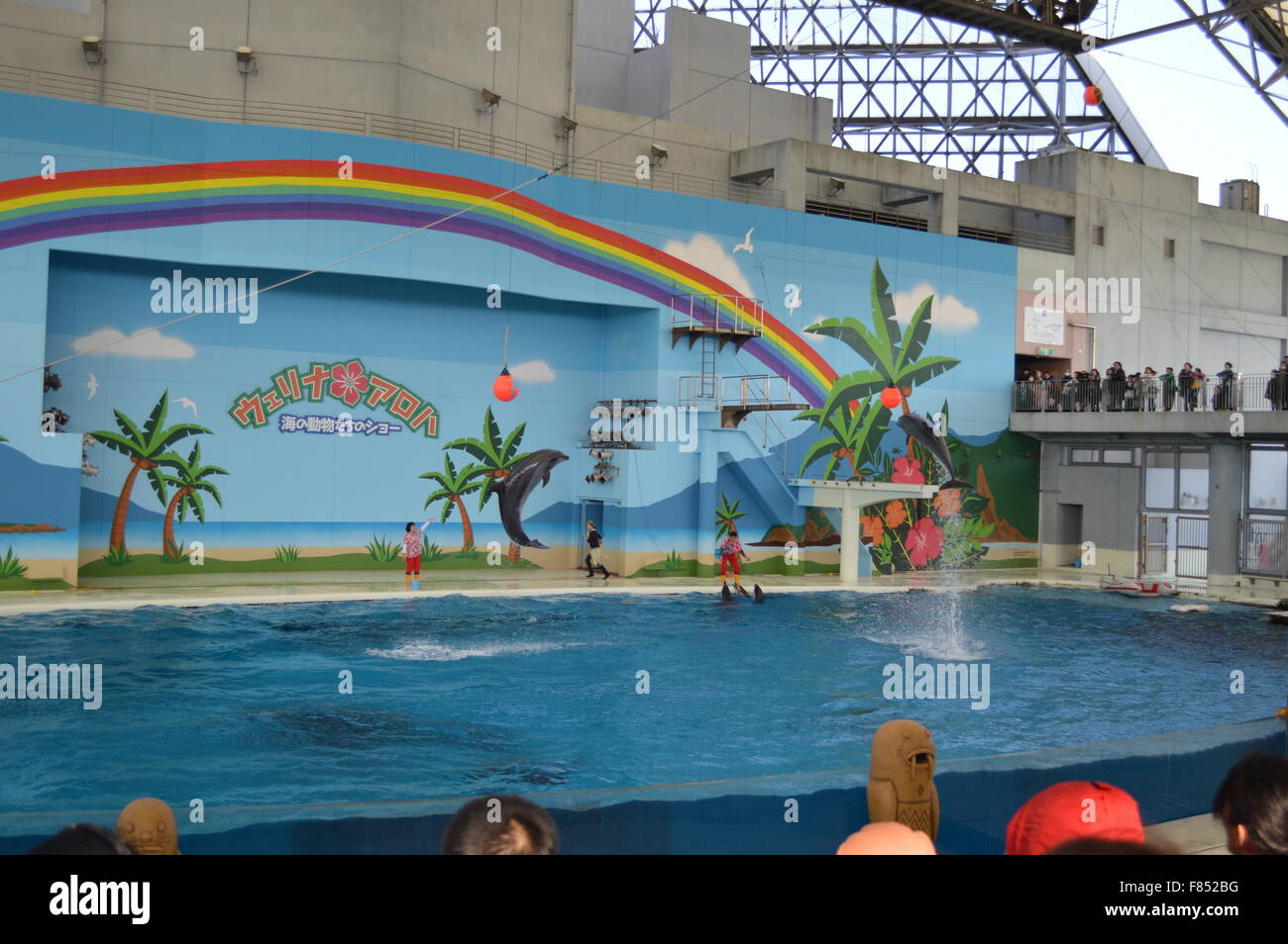 Dolphin Dance in acquario marino: la più grande collezione di pesci e animali del mare in acquario giapponese Foto Stock