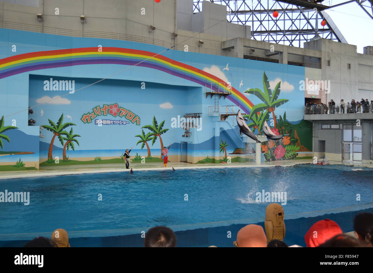 Dolphin Dance in acquario marino: la più grande collezione di pesci e animali del mare in acquario giapponese Foto Stock