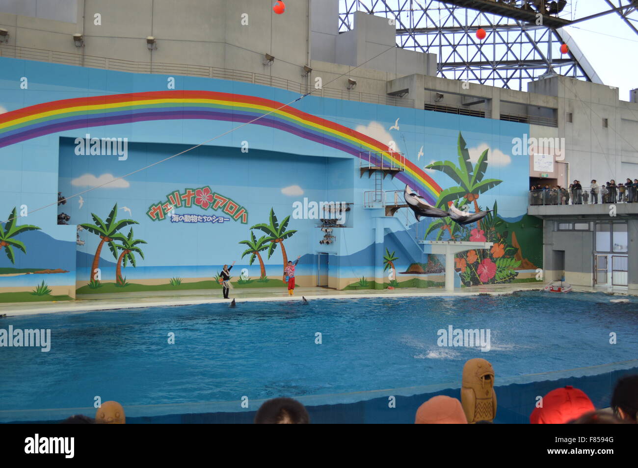 Dolphin Dance in acquario marino: la più grande collezione di pesci e animali del mare in acquario giapponese Foto Stock