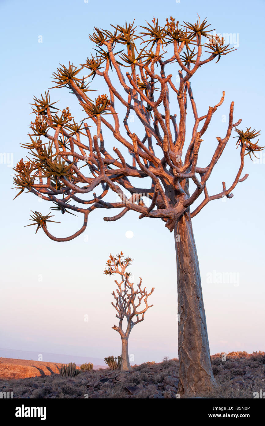 Faretra Tree (Aloe dichotoma) e il sorgere della Luna al Fish River Canyon - vicino a Fish River Lodge - Regione di Karas, Namibia, Africa Foto Stock