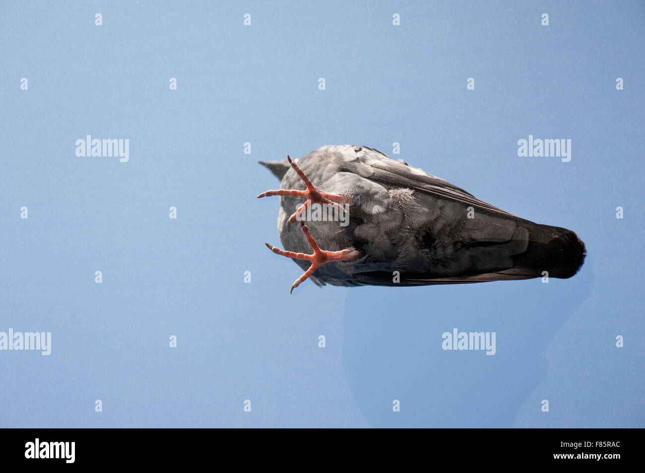 Pigeon permanente sulla finestra trasparente e vetro sporco, sporco bird vista dal basso situazione pericolosa, sole ... Foto Stock