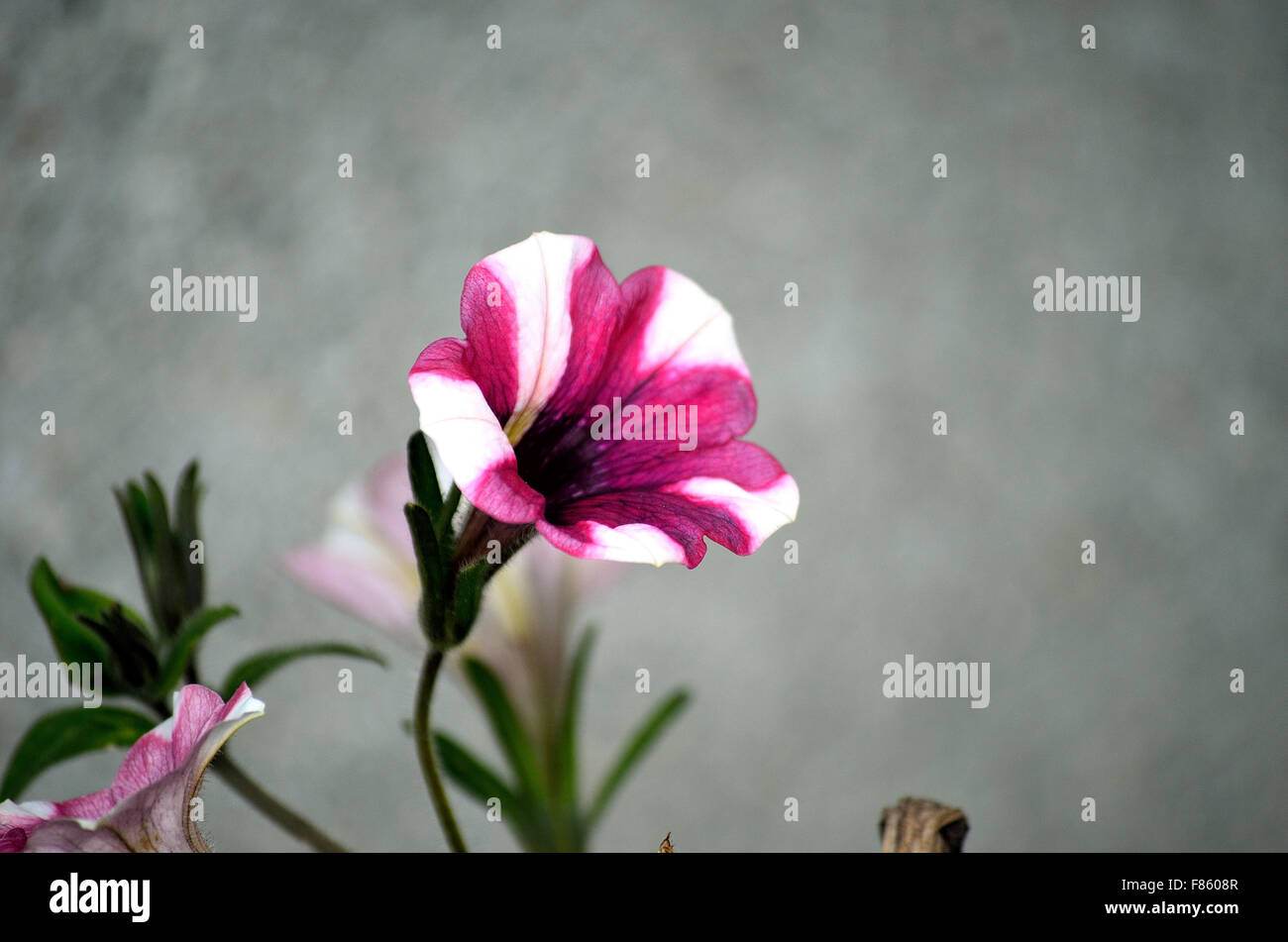 Bel fiore con strisce bianche e rosa in estate Foto Stock