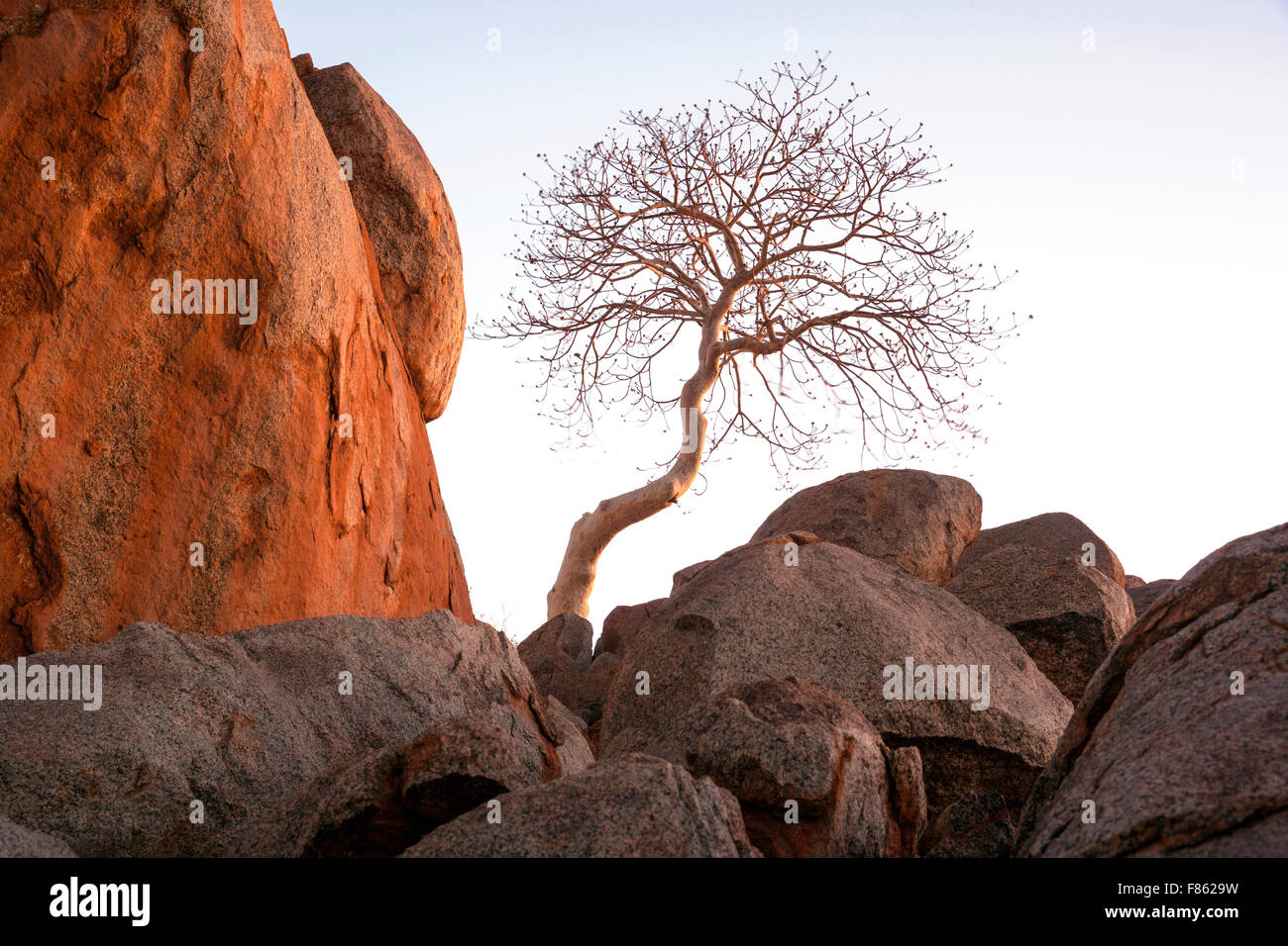 Lone Tree in Damaraland il paesaggio roccioso - Damaraland, Namibia, Africa Foto Stock