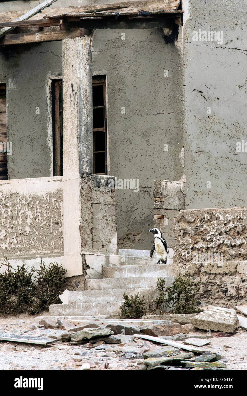 Pinguino africano (Spheniscus demersus) sulle fasi di costruzione abbandonata - Halifax Island, Luderitz, Namibia, Africa Foto Stock