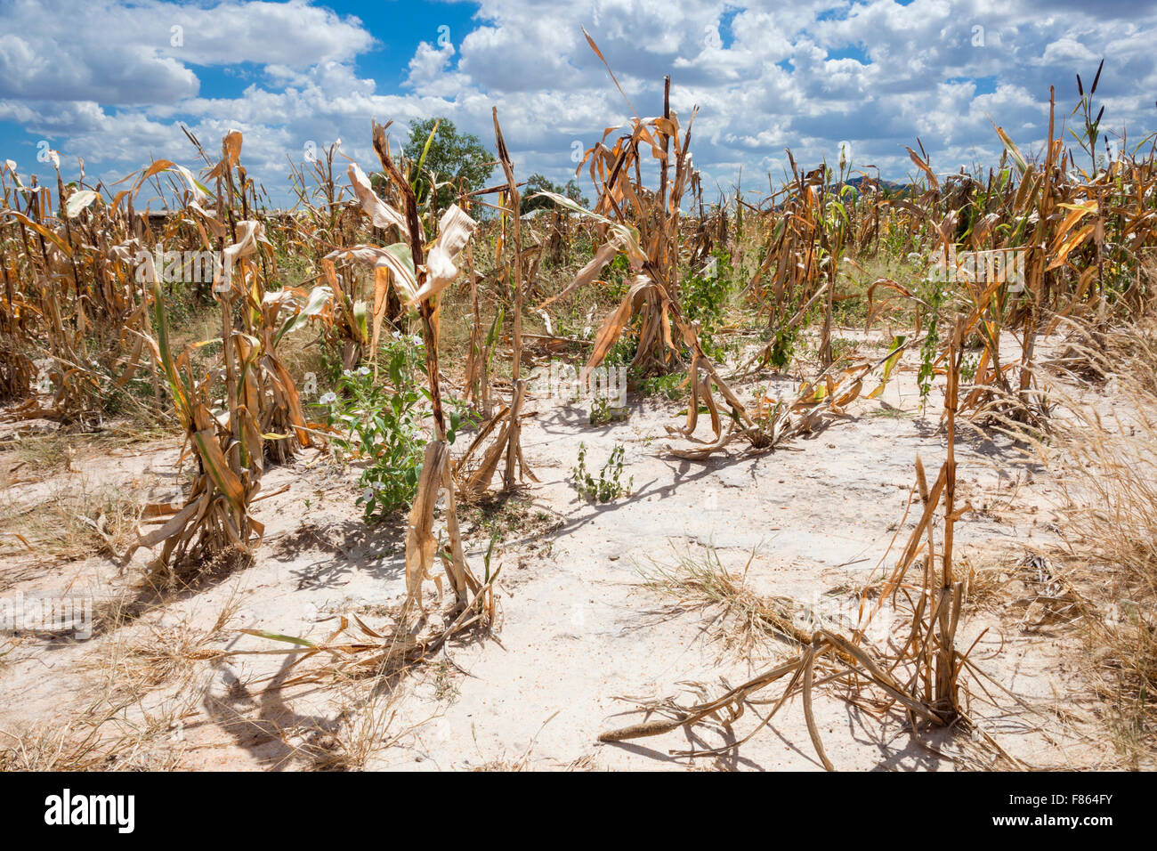 Campi di colture a secco in Tanzania Foto Stock