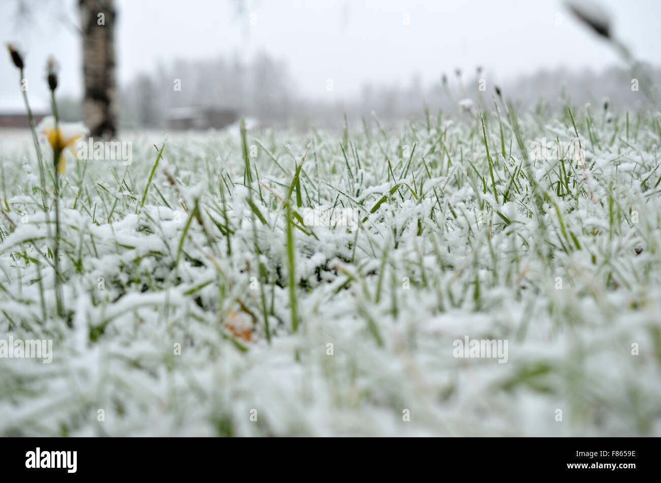 Nuova neve su erba e piante in tardo autunno foto macro Foto Stock