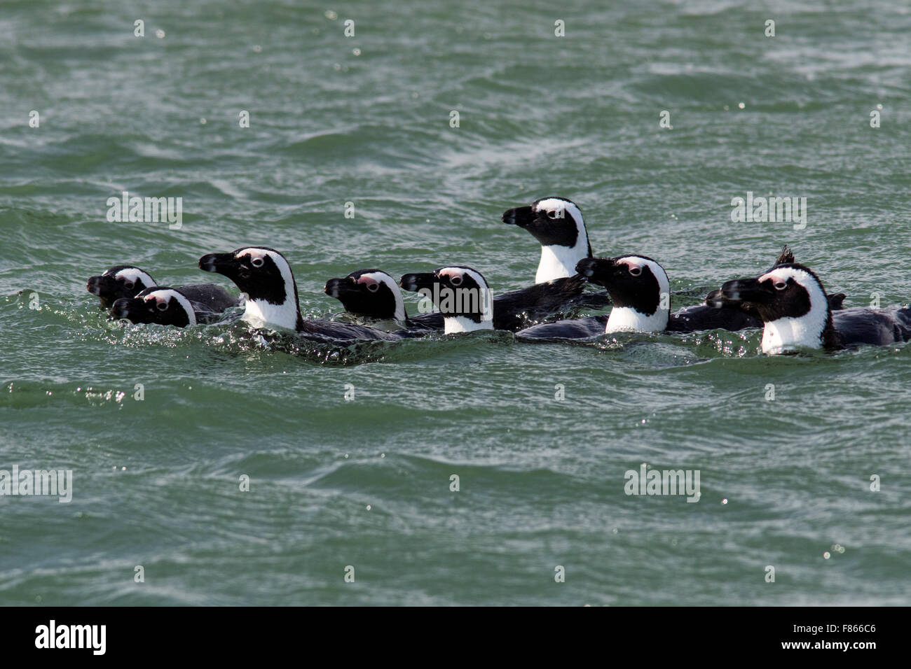 I Penguins africani (Spheniscus demersus) - Halifax Island, Luderitz, Namibia, Africa Foto Stock