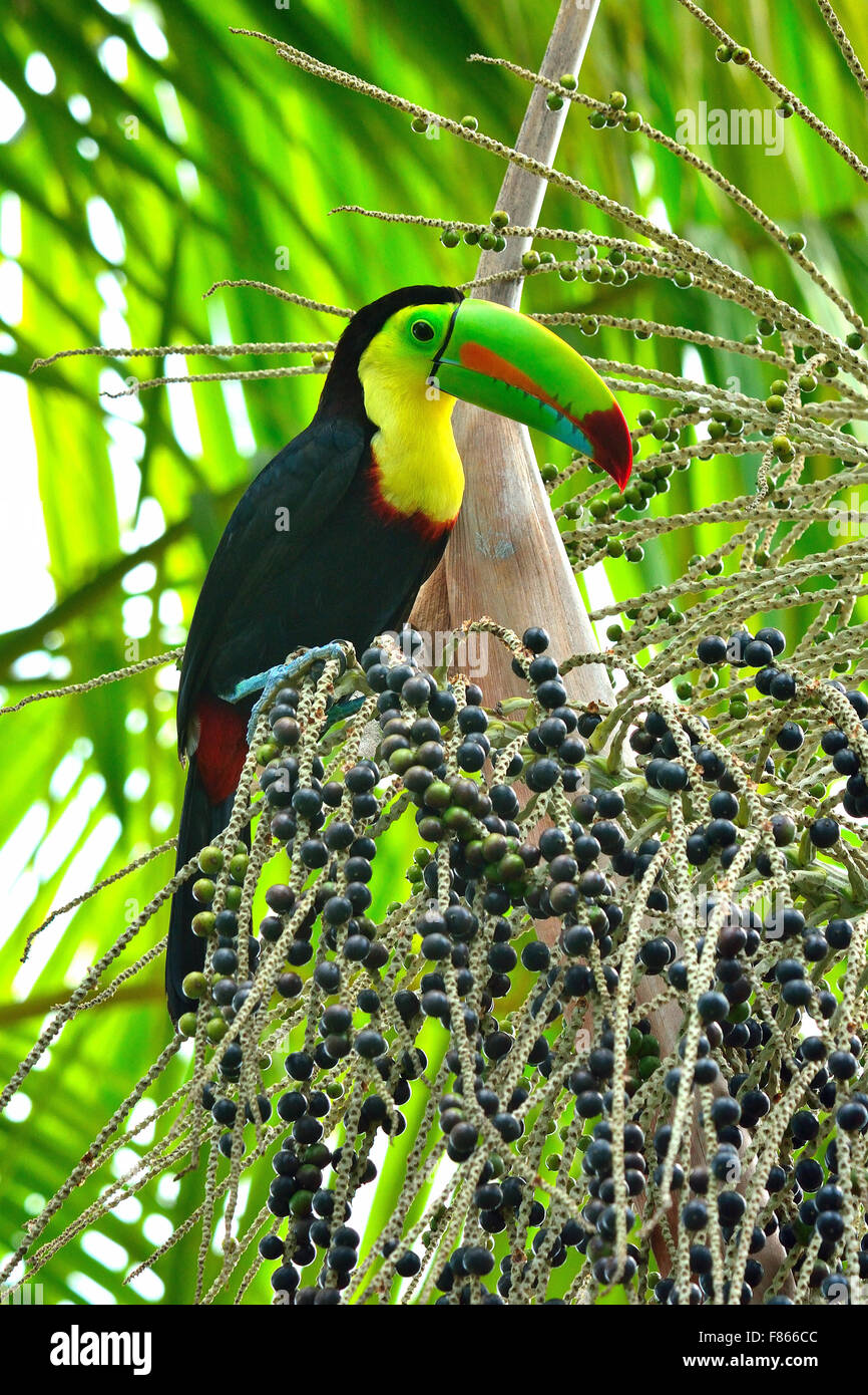 Chiglia fatturati Toucan in Costa Rica foresta pluviale Foto Stock