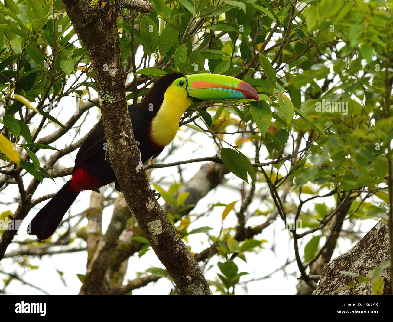 Chiglia fatturati Toucan in Costa Rica la foresta tropicale Foto Stock