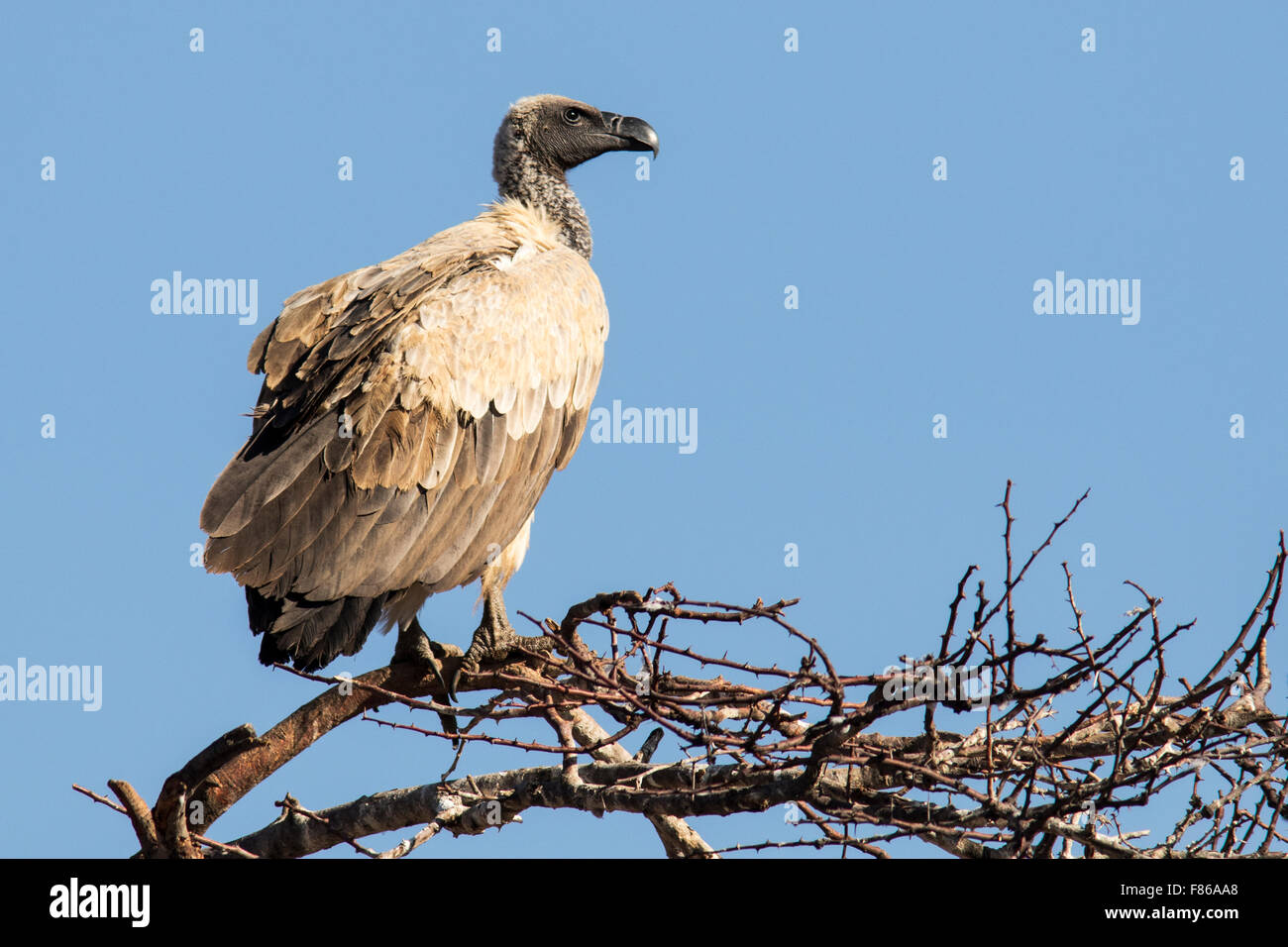 White-backed Vulture (Gyps africanus)- L'Okonjima Riserva Naturale, Namibia, Africa Foto Stock