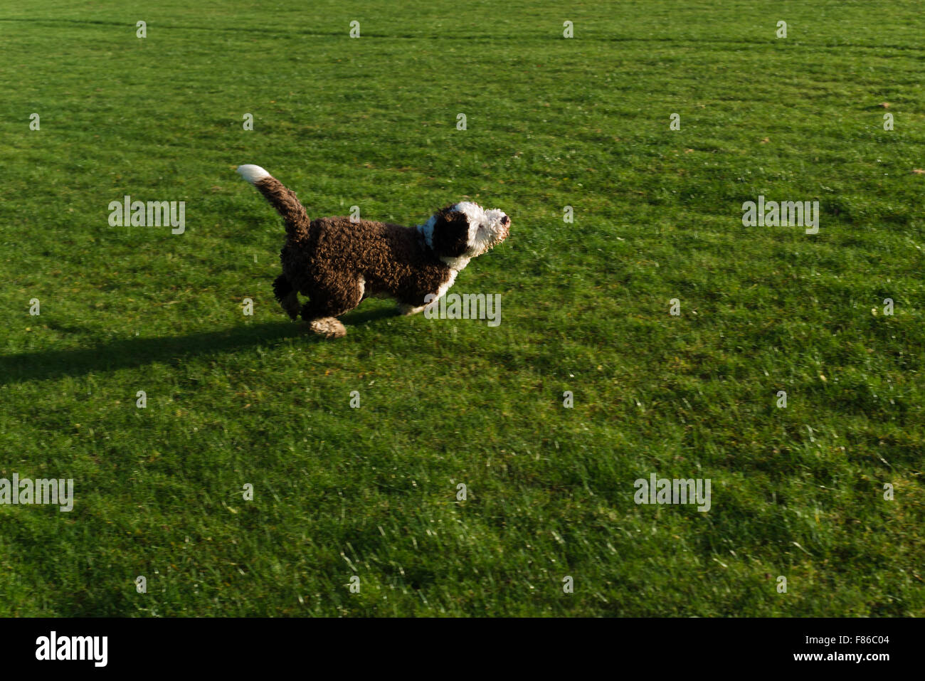 Lo spagnolo cane di acqua la riproduzione e in esecuzione Foto Stock