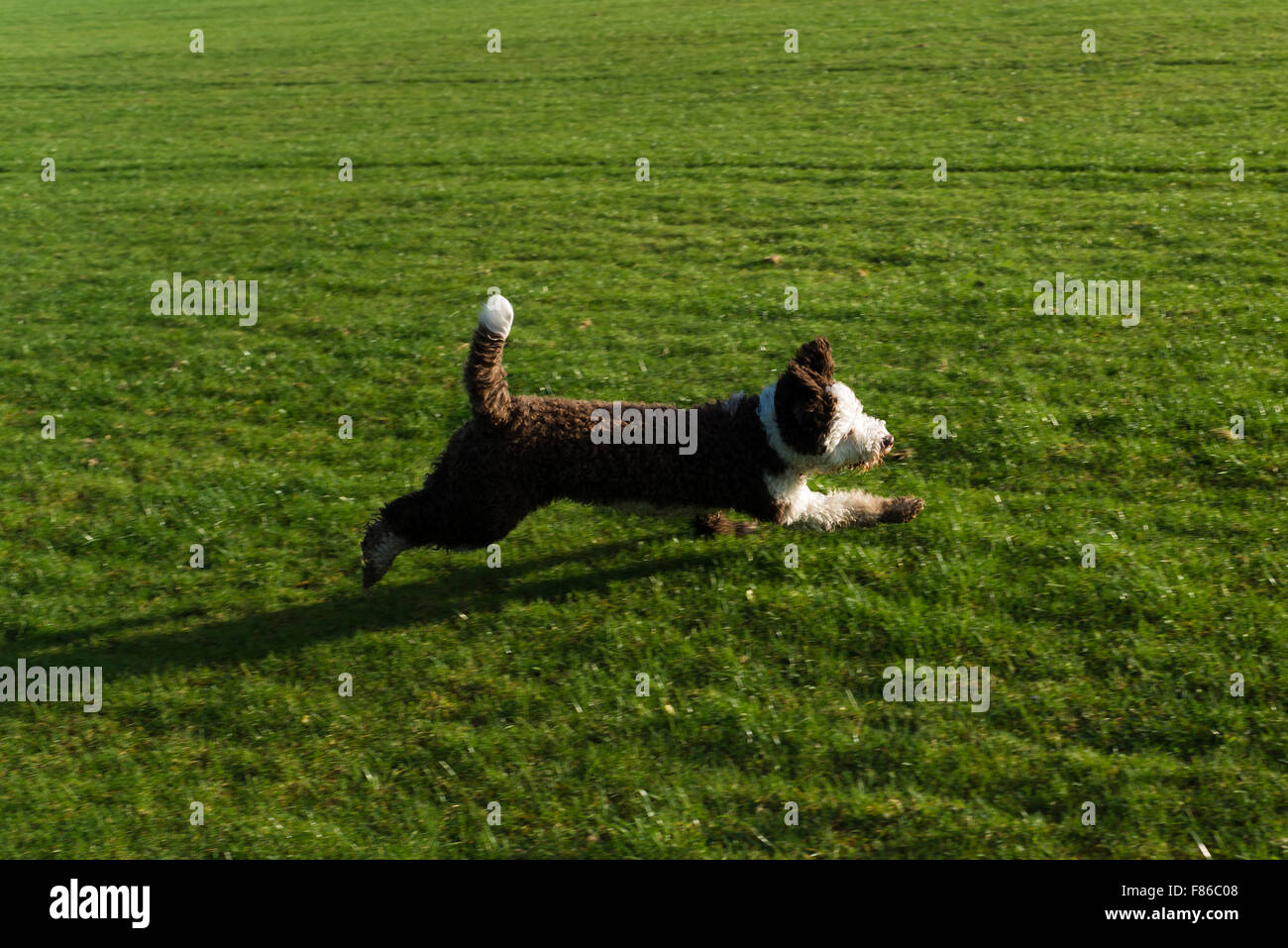 Lo spagnolo cane di acqua la riproduzione e in esecuzione Foto Stock