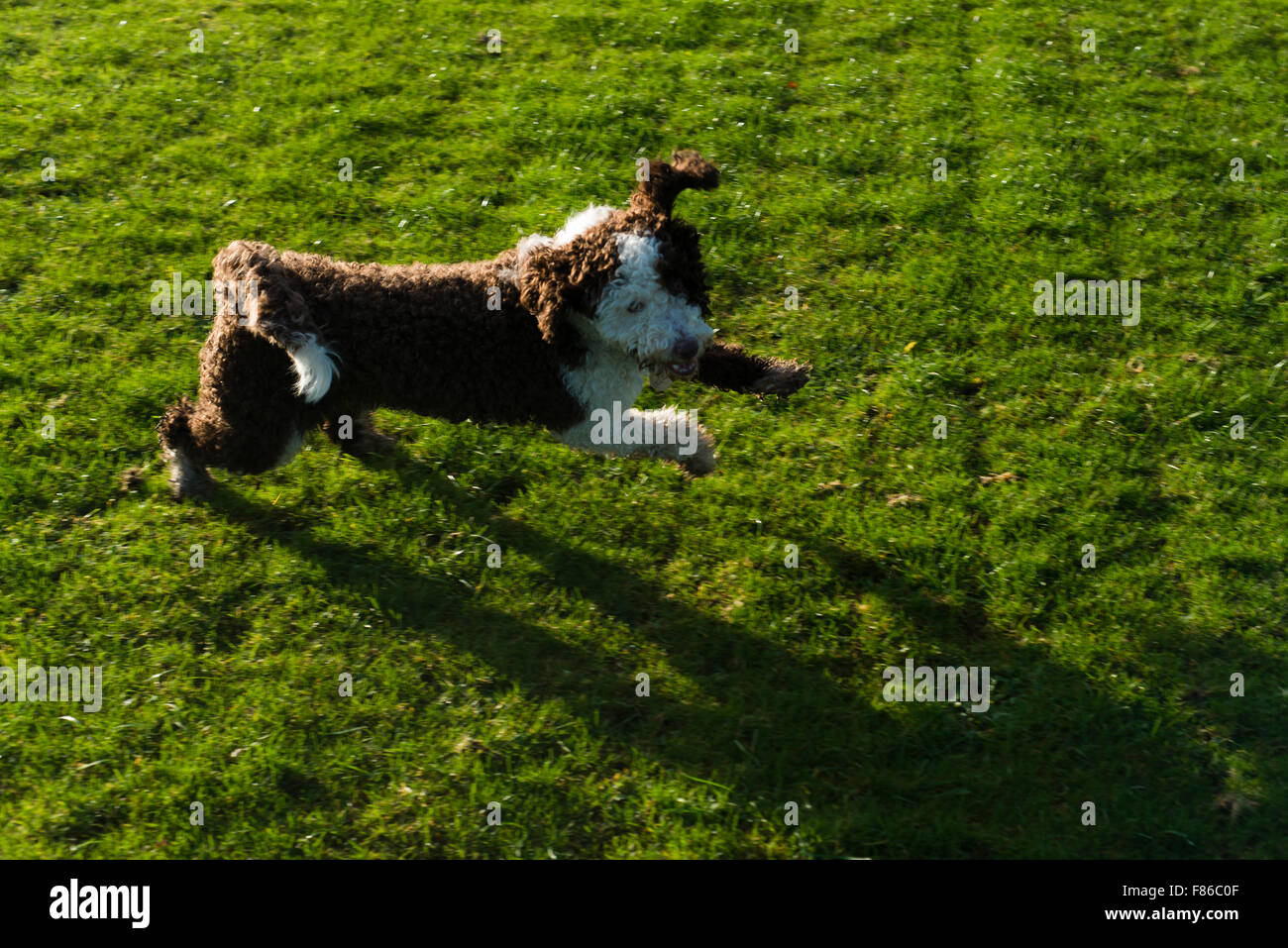 Lo spagnolo cane di acqua la riproduzione e in esecuzione Foto Stock