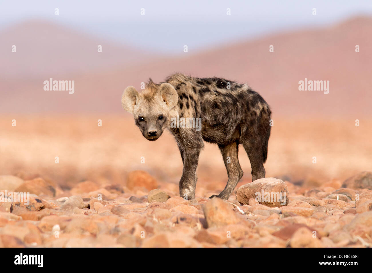 Spotted Hyena (Crocuta crocuta) - Deserto nel campo di Rhino, Namibia, Africa Foto Stock