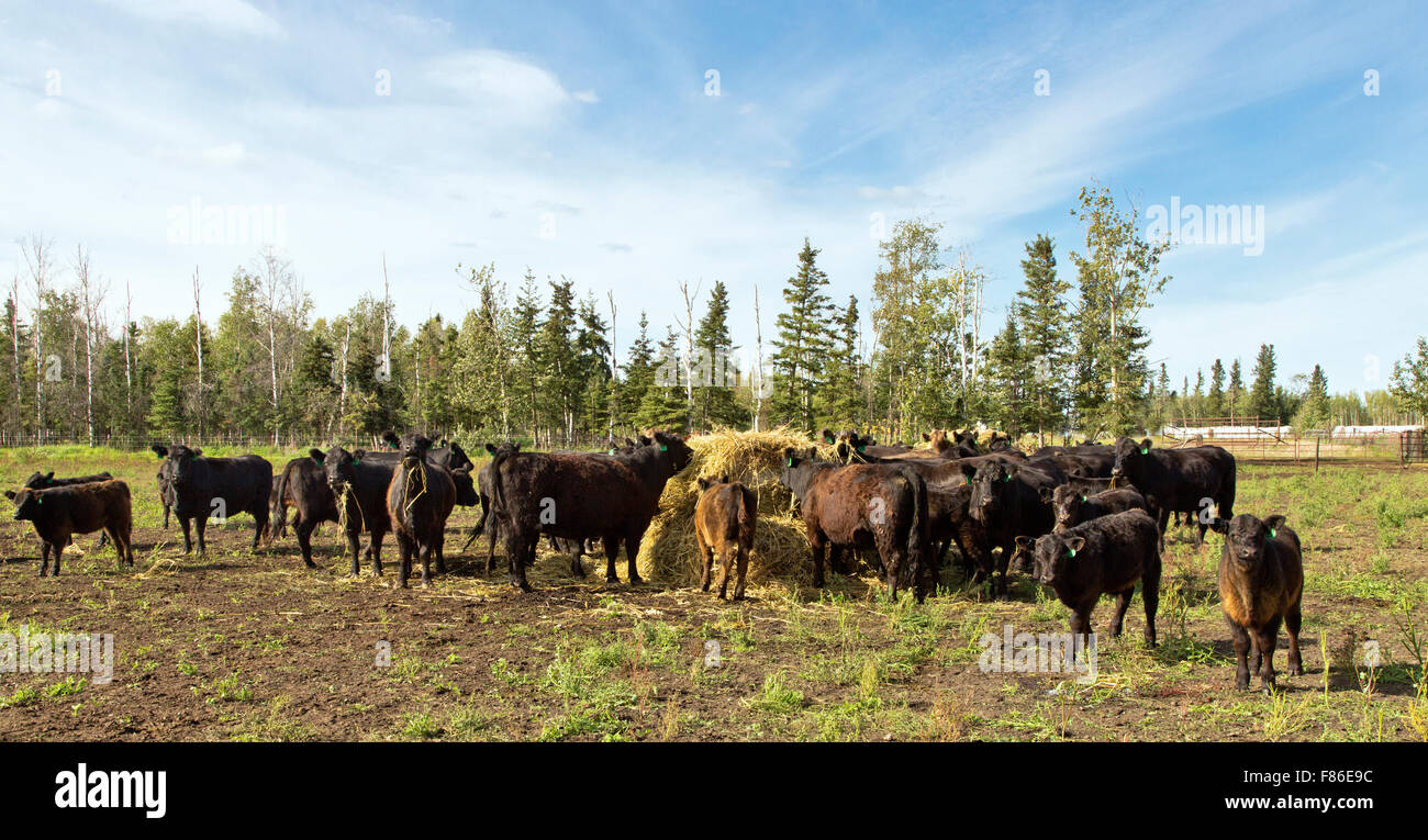 Galloway Black Angus X bovini da carne alimentare sulla balla di fieno. Foto Stock