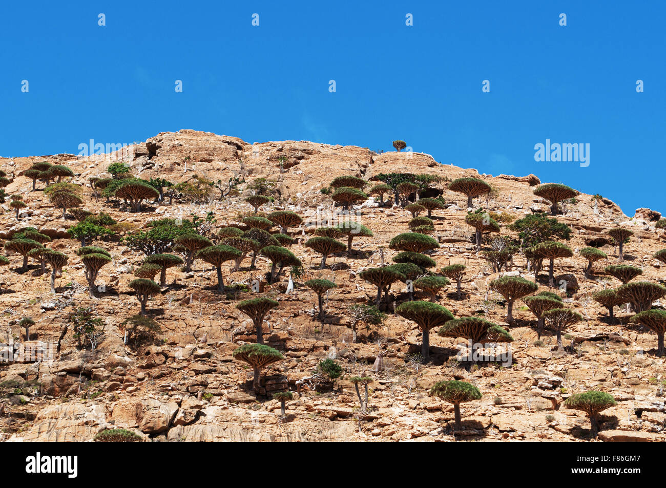 Socotra, Yemen, Medio Oriente, natura e paesaggio: panoramica del drago di sangue della foresta di alberi in altopiano Homhil, biodiversità unico Foto Stock