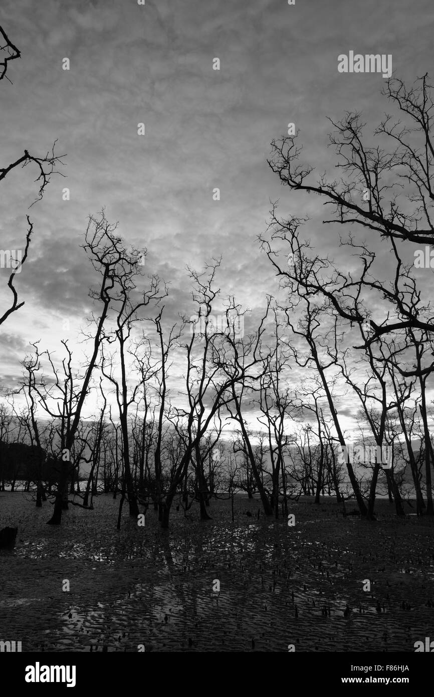 Foresta di morti e fangoso spiaggia al crepuscolo Foto Stock