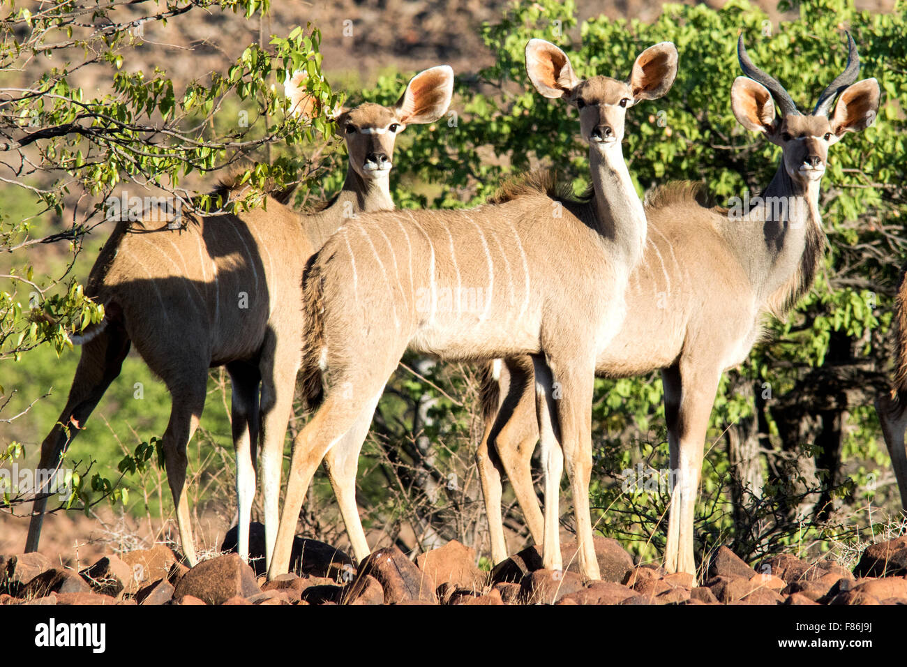 Kudu maggiore (Tragelaphus strepsiceros) - Omatendeka Conservancy - Damaraland, Namibia, Africa Foto Stock