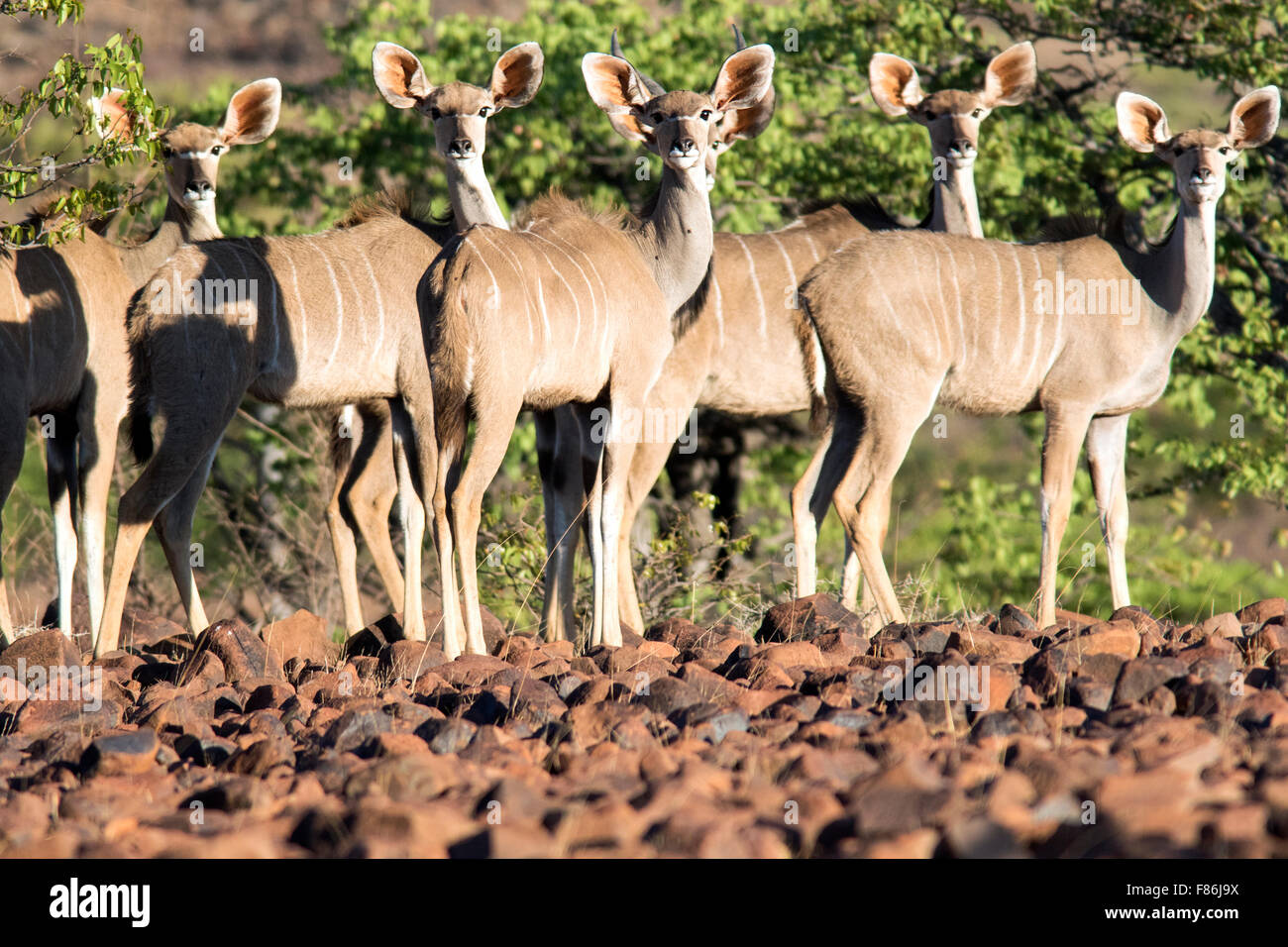Kudu maggiore (Tragelaphus strepsiceros) - Omatendeka Conservancy - Damaraland, Namibia, Africa Foto Stock