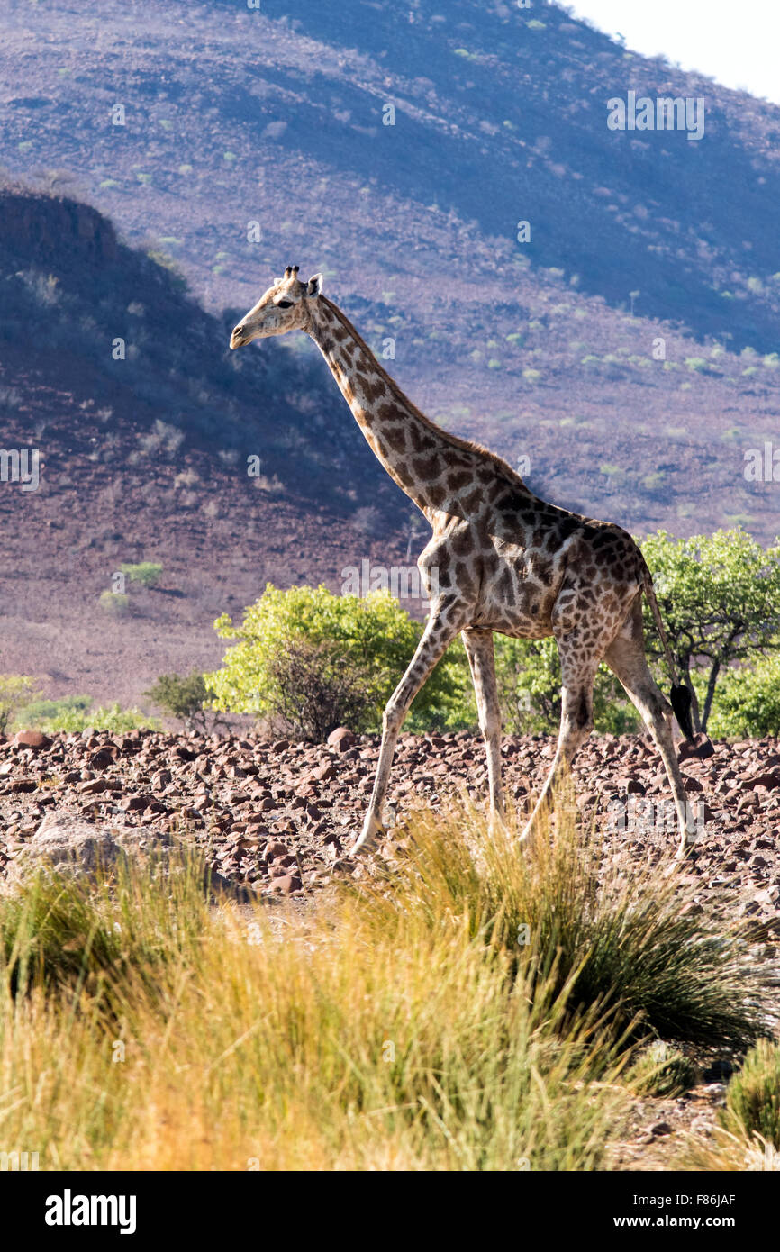 Giraffa meridionale (Giraffa camelopardalis) - Omatendeka Conservancy - Damaraland, Namibia, Africa Foto Stock