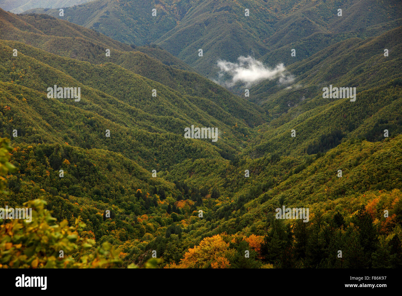 Presso la foresta vergine di Frakto, nella regione di dramma, Macedonia, Grecia settentrionale. Foto Stock