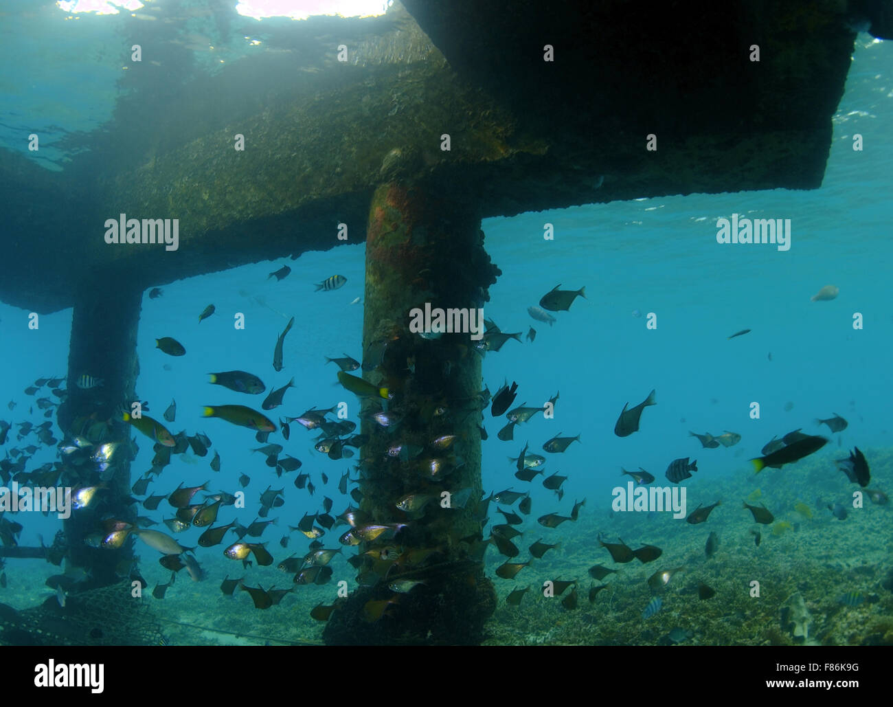 Scuola di pesce tropicale, sul Mare della Cina del Sud, Redang, Malaysia, Asia Foto Stock