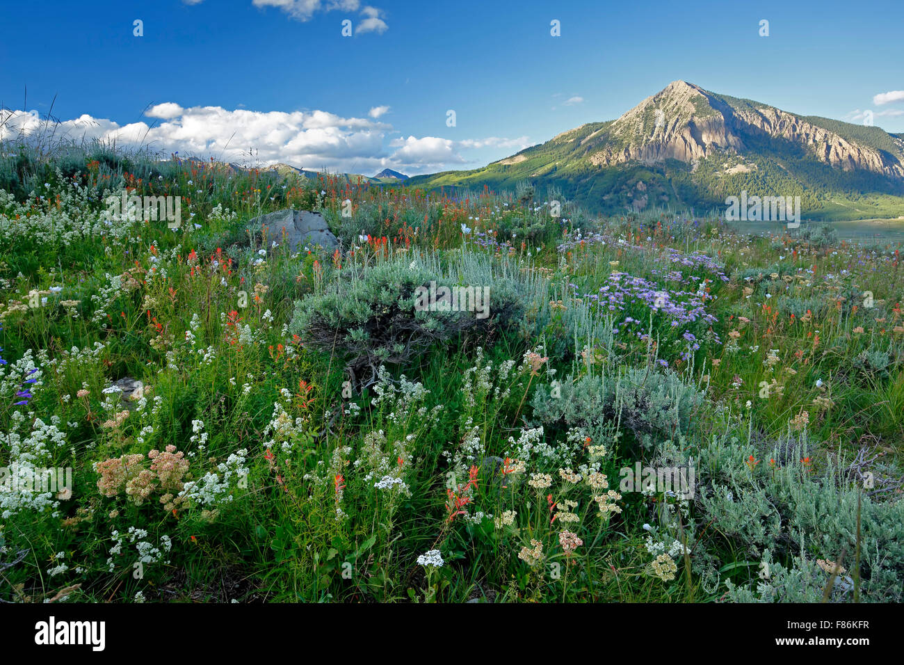 Fiori selvaggi e Mount Crested Butte (12,162 ft.), Crested Butte, Colorado, STATI UNITI D'AMERICA Foto Stock