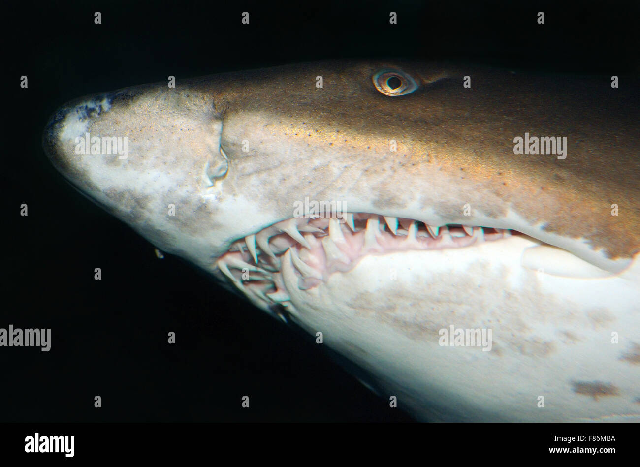 Ritratto di sabbia squalo tigre, grigio squalo nutrice, pezzata ragged a denti di squalo, o blu-infermiera sabbia tiger (Carcharias taurus) Foto Stock
