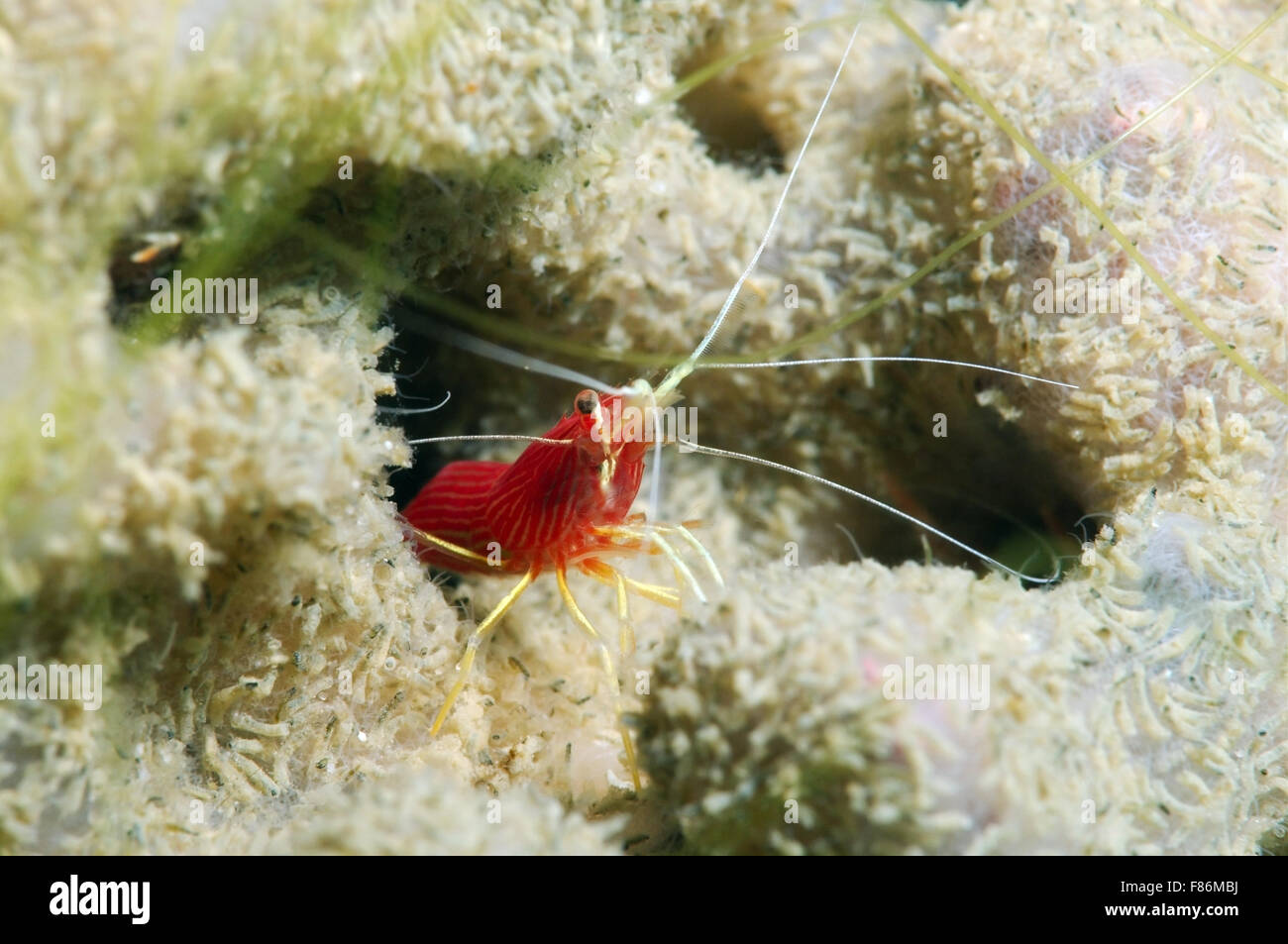 Fire gamberetti, gamberi di sangue o Scarlet pulitore (gamberetti Lysmata debelius) sul Mare del Sud della Cina, Redang, Malaysia, Asia Foto Stock