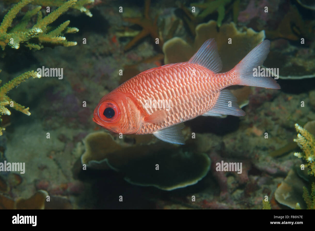 Blue-rigato squirrelfish (Sargocentron tiere) sul Mare del Sud della Cina, Redang Island, Malaysia, Asia Foto Stock