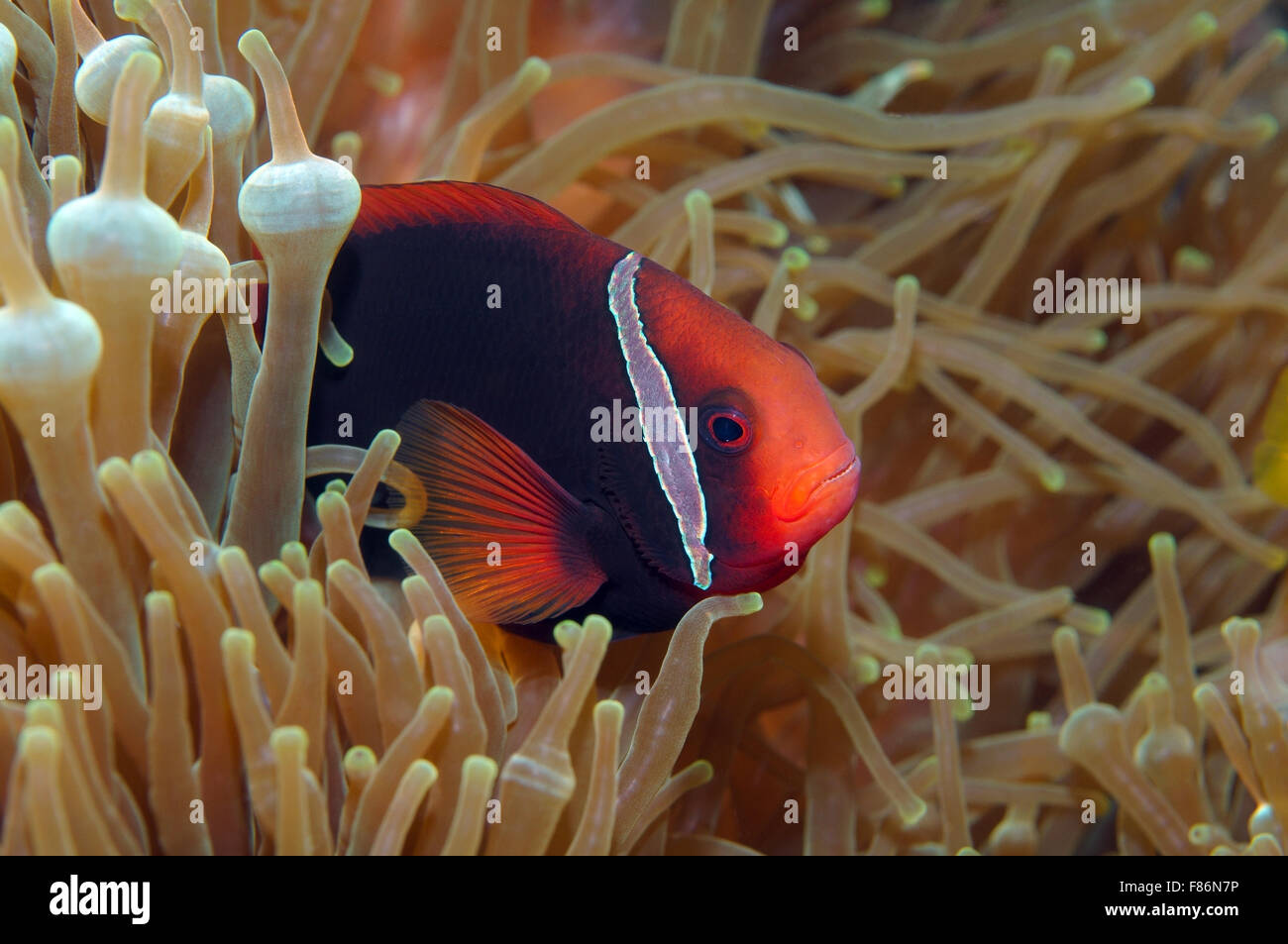 Cinnamon Clownfish Red e Black anemonefish, nero-backed anemonefish o dusky anemonefish (Amphiprion melanopus) Cina del Sud Foto Stock