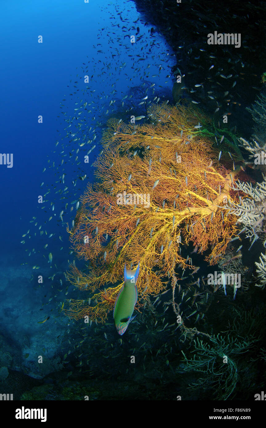 Scuola di pesce nei pressi di gorgonia coral sea-ventola (subergogia hicksoni) sul Mare del Sud della Cina, Redang Island, Malaysia, Asia Foto Stock
