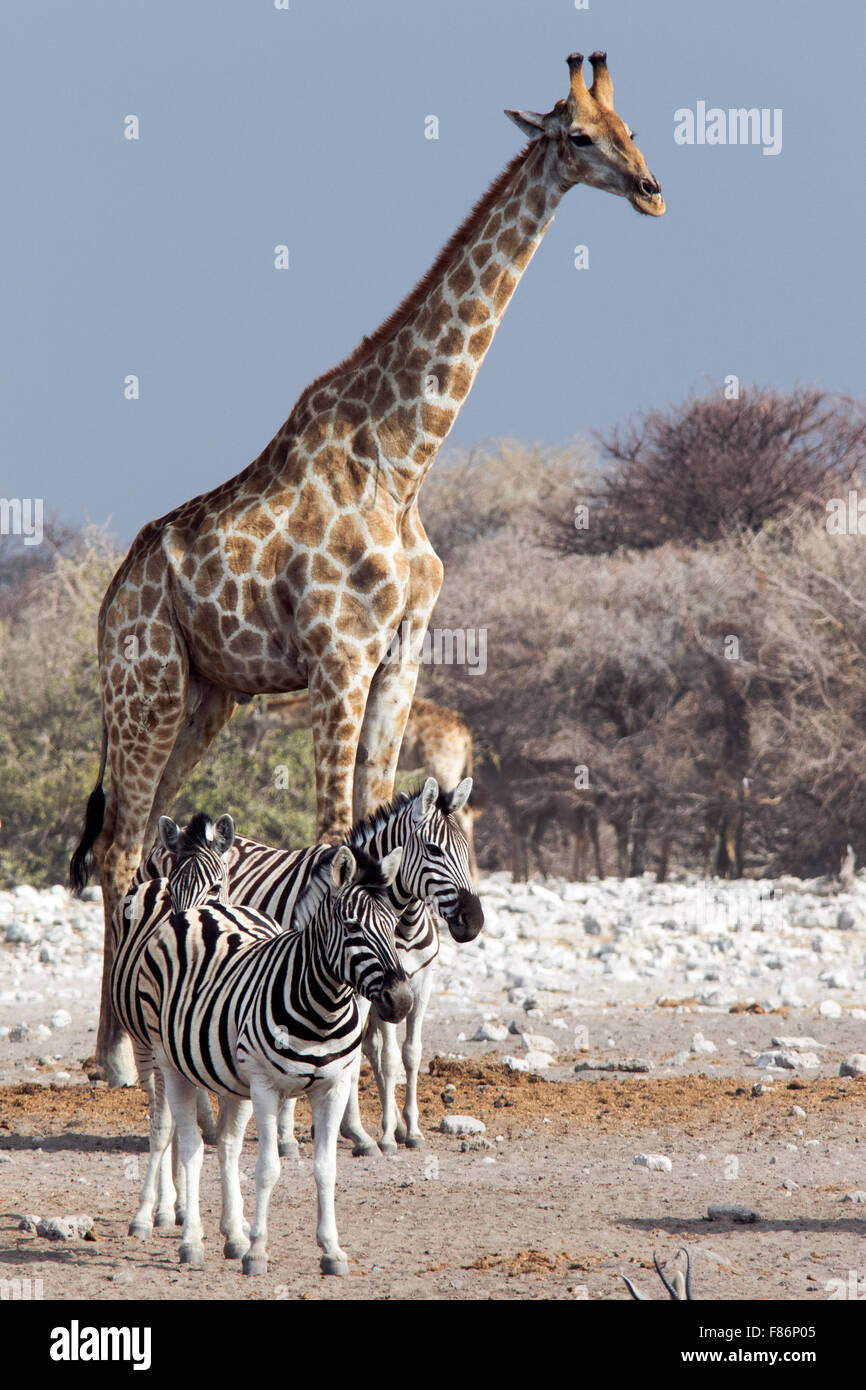 Giraffa meridionale (Giraffa camelopardalis) - Parco Nazionale Etosha, Namibia, Africa Foto Stock