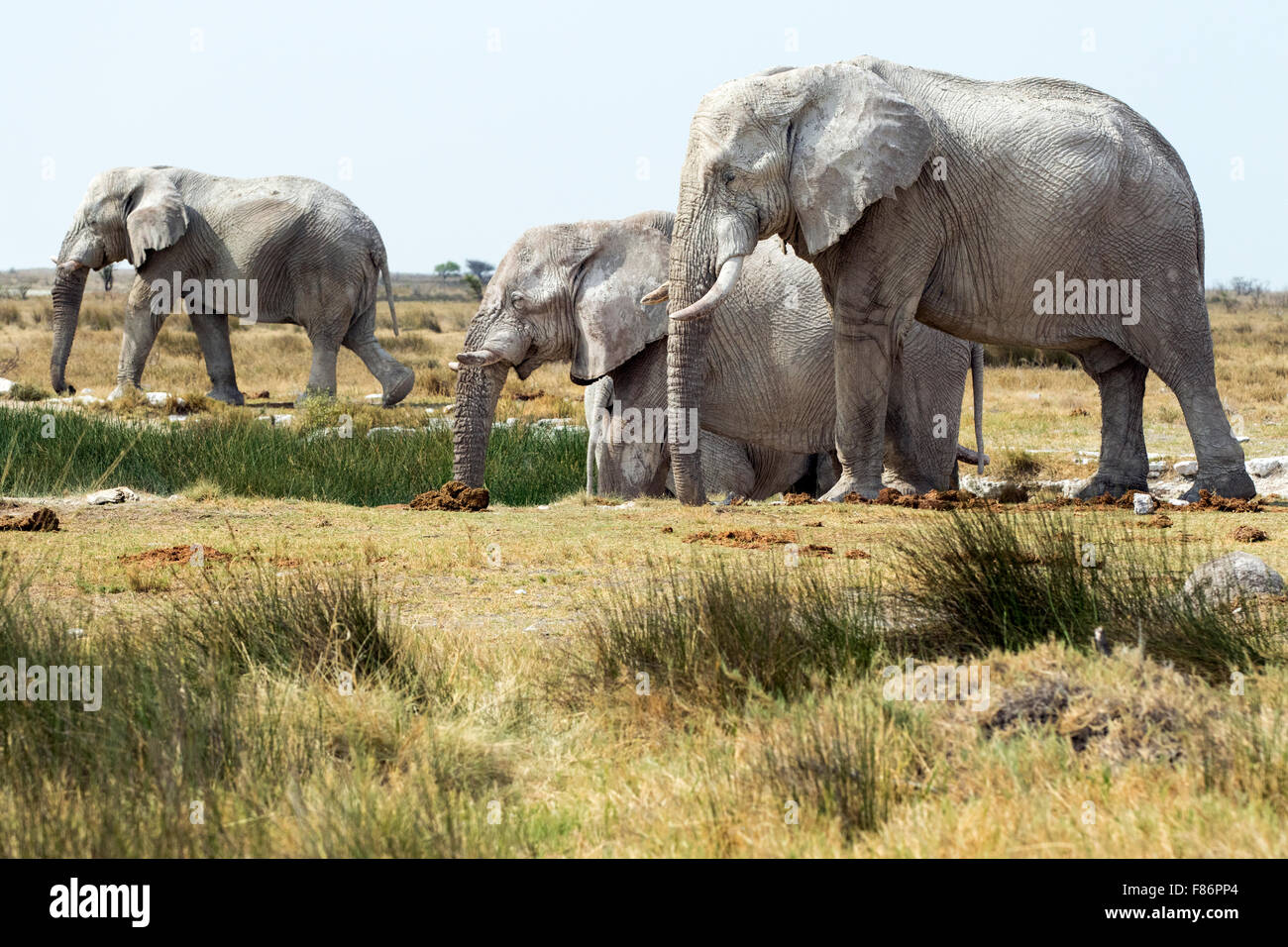 Elefante africano - Loxodonta africana - Parco Nazionale Etosha, Namibia, Africa Foto Stock