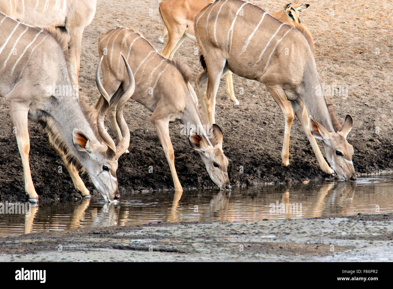 Kudu maggiore (Tragelaphus strepsiceros) - Parco Nazionale Etosha, Namibia, Africa Foto Stock