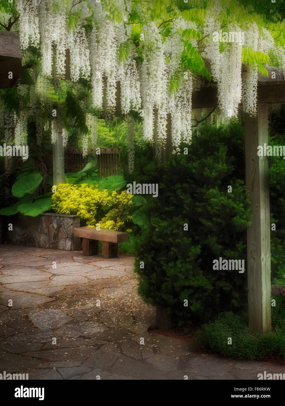 Il Glicine trellis. Il Giardino di Oregon. Silverton, Oregon Foto Stock
