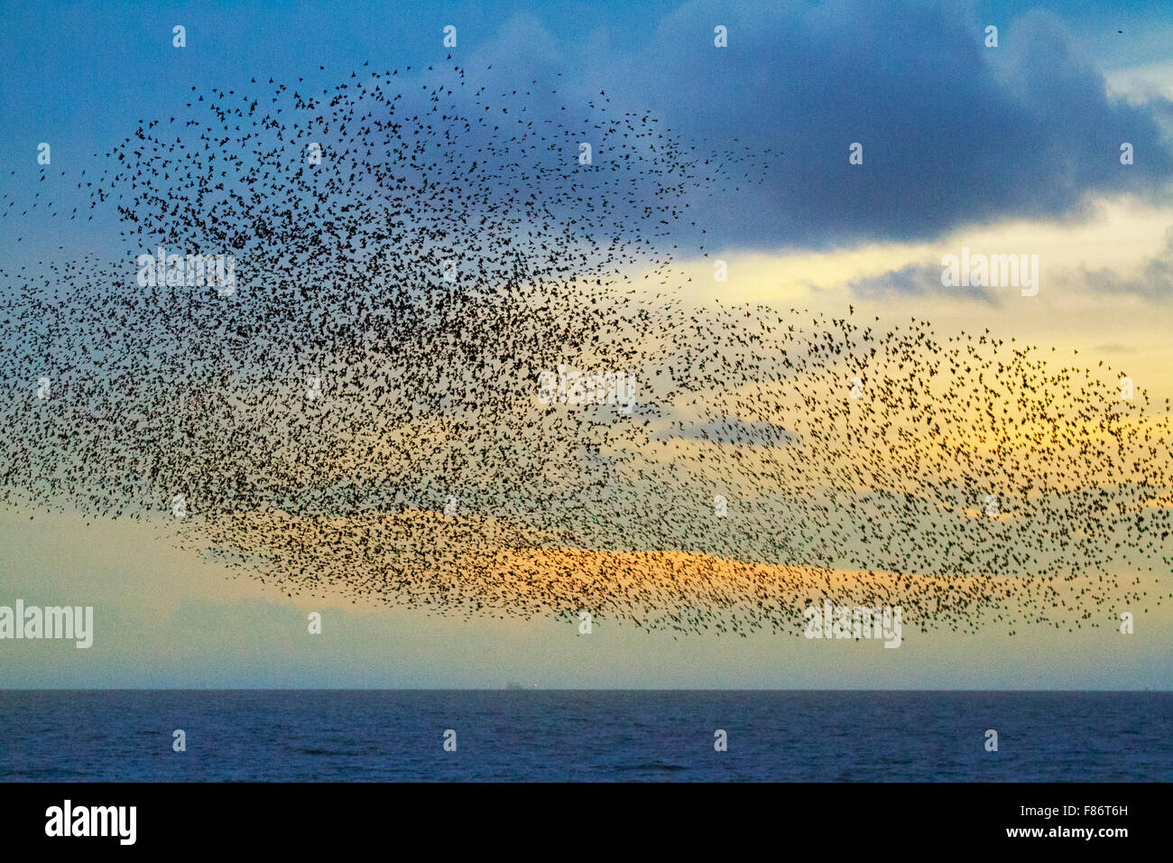 Blackpool, Lancashire Regno Unito 6 dicembre, 2015. Regno Unito: Meteo Starling mumuration sul molo nord al crepuscolo. Molte, molte migliaia di storni raccogliere al tramonto per avvalersi del riparo offerto da le travi di acciaio e le strutture di sostegno sia del centro e nord piers, che deflettono i venti invernali rizzatura del nord-ovest della costa. Il numero enorme di uccelli locali sono rigonfiati mediante altri unendo dal continente come essi eseguire incredibili acrobazie aeree, piomba e immersioni come se un solido nero, radio-controllato … massa affascinante osservare. Credito: MarPhotographics/Alamy Live News Foto Stock