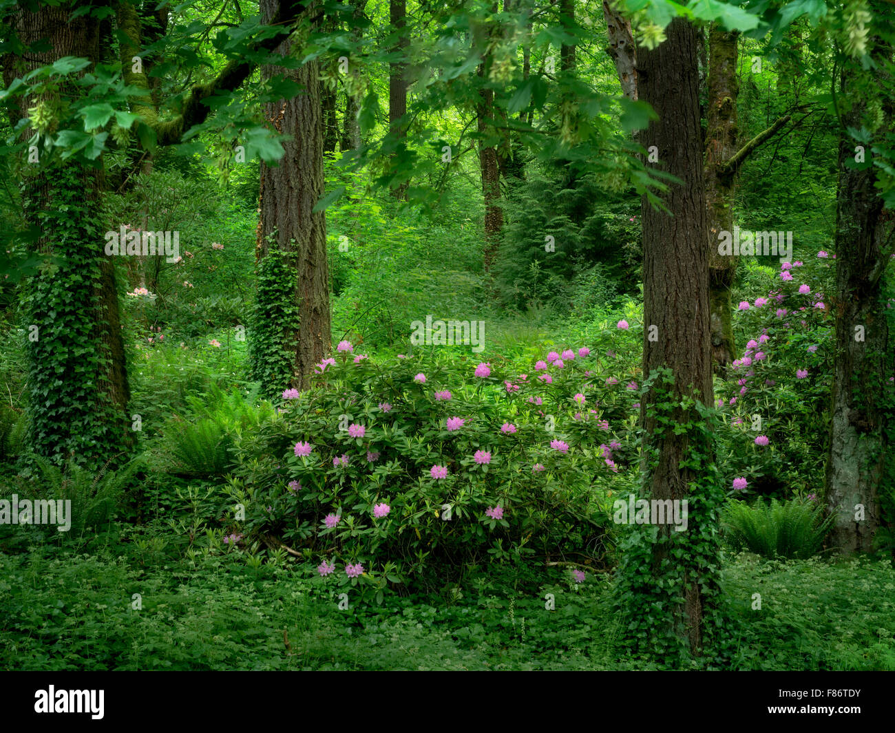 Rododendrons e di alberi di acero. Washington Park, o Foto Stock