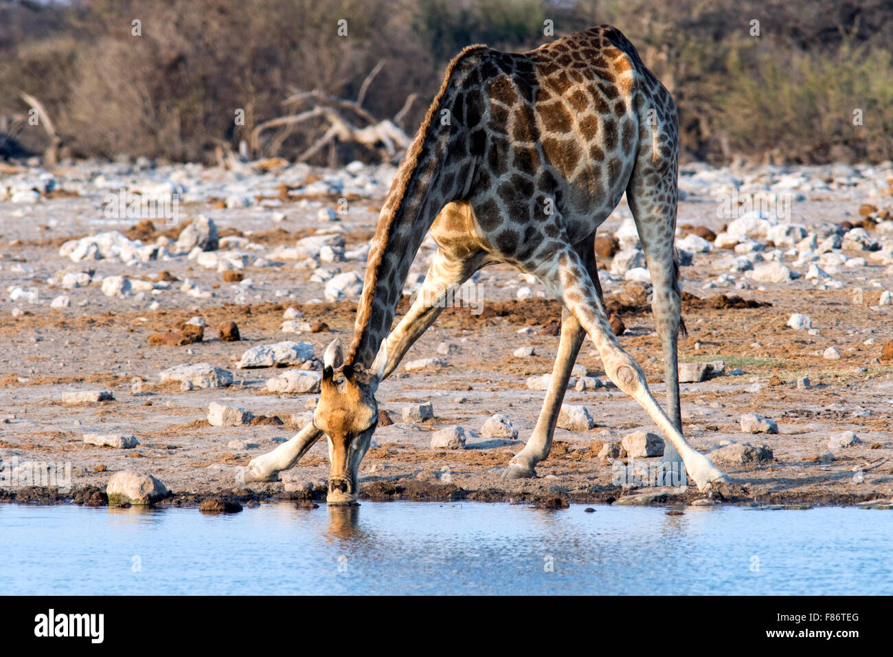 Giraffa meridionale (Giraffa camelopardalis) - Parco Nazionale Etosha, Namibia, Africa Foto Stock