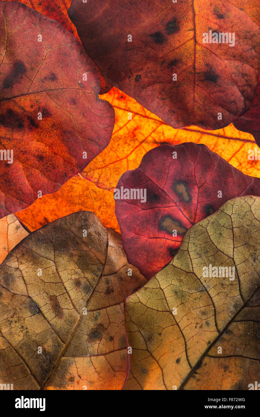 Rossi e arance di foglie in autunno autunno prima sparso da albero vivaci colori brillanti retroilluminati di sovrapposizione Foto Stock