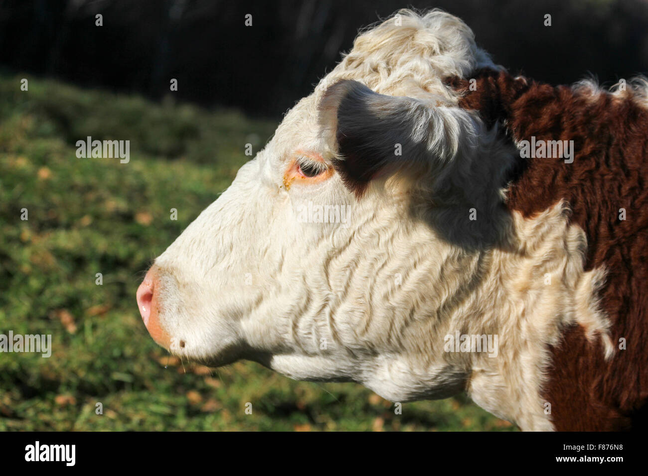 A una mucca Wheel-View Farm, Shelburne, Massachusetts, Stati Uniti, America del Nord Foto Stock