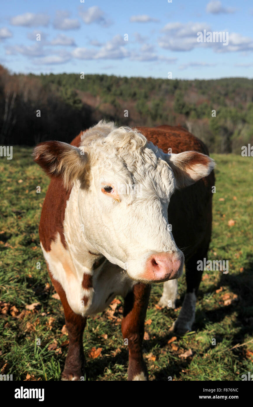 A una mucca Wheel-View Farm, Shelburne, Massachusetts, Stati Uniti, America del Nord Foto Stock