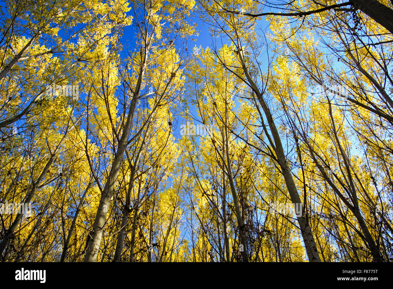 Guarda la bella e chiara autunno del cielo attraverso i rami e foglie. Foto Stock