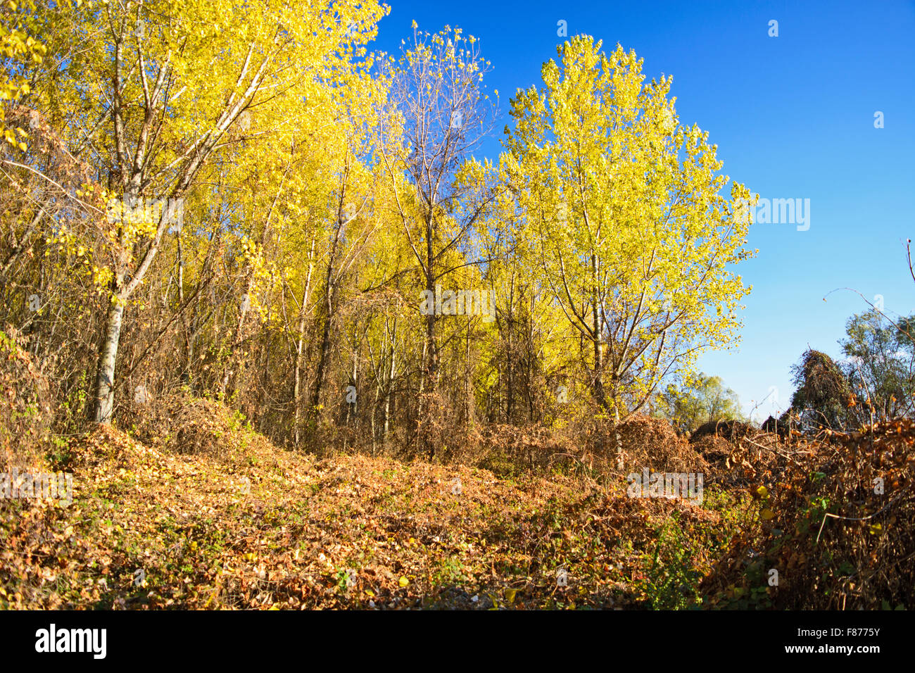 Guarda la bella e chiara autunno del cielo attraverso i rami e foglie. Foto Stock
